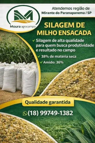 Silagem de Milho Planta Inteira!