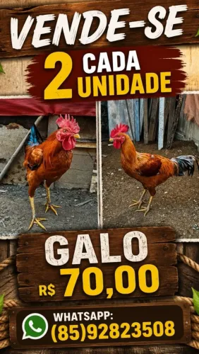 Venda de (02) galos