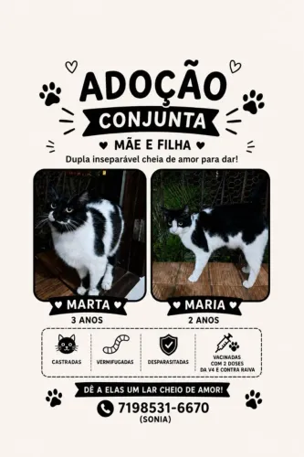 Gatas vacinadas e castradas para adoção conjunta
