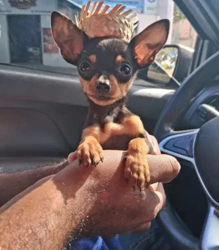 Pinscher 0 -Disponível melhores ofertas em até 12x