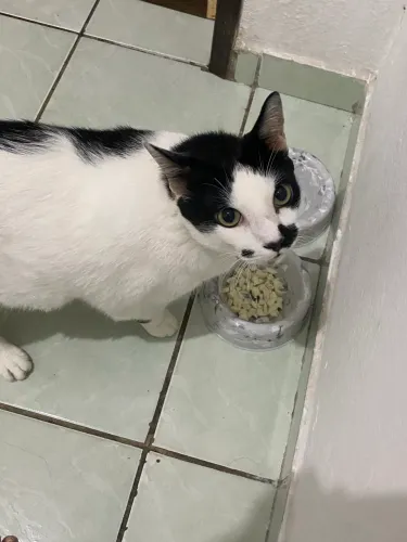 gato adulto para adoção