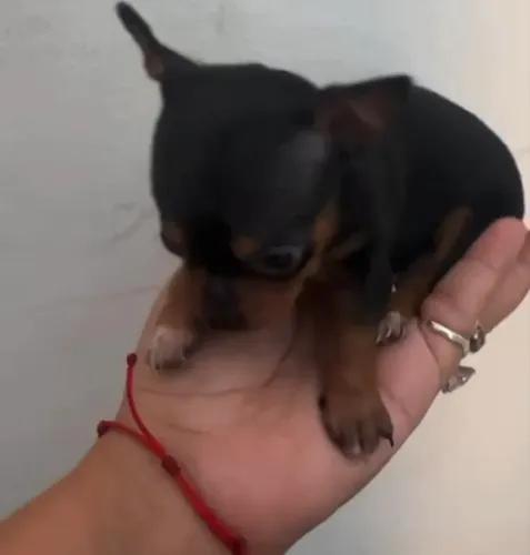 Pinscher fêmea e Macho disponível