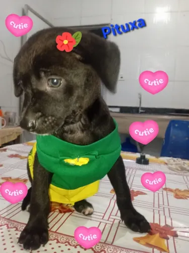 Cachorrinhos para doação