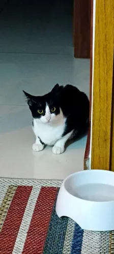 Gata Frajola, Pinot com 1 ano