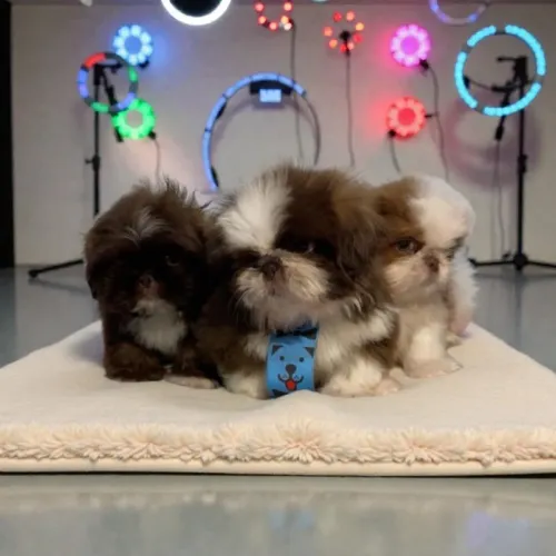 Shih Tzu filhotes disponíveis hoje