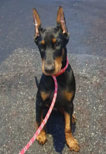 Vendo um cachorro Doberman 