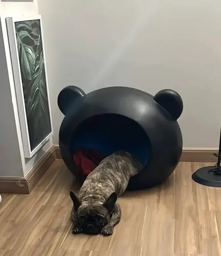 Casa toca pet