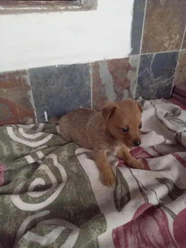 Filhotes de pinscher 