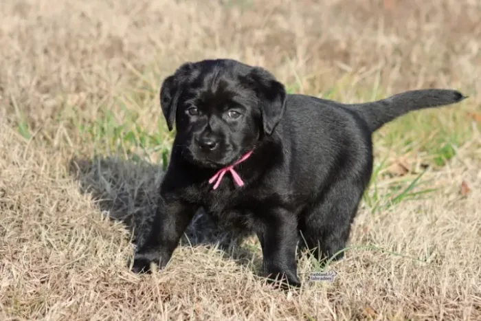 Filhotes de Labrador | Puro amor peludo!