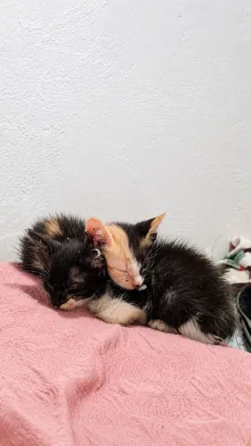 GATINHOS PARA ADOÇÃO