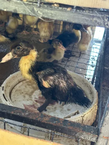 Filhotes de pato