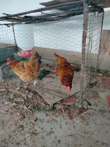 Galinha caipira poadeira