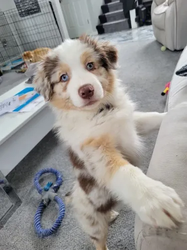Border Collie - Amor Que Traz Conforto