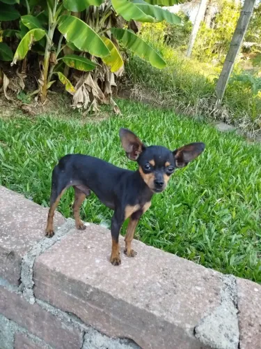 Alugo para cruzar