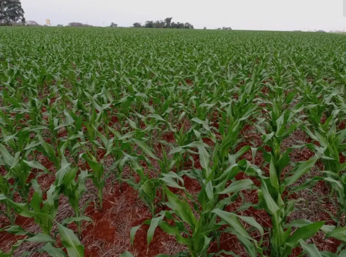 Sítio a venda 17 Alqueires, 5 mil metros de Peixoto de Azevedo, (41 Hectares).