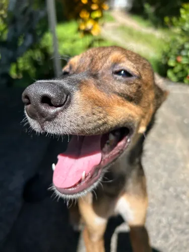 Cachorro para adoção responsável