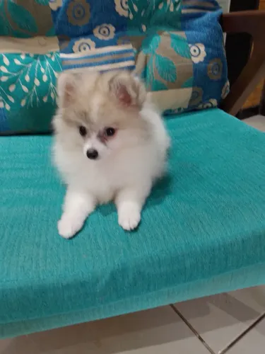 Spitz alemão Anão Fêmea 