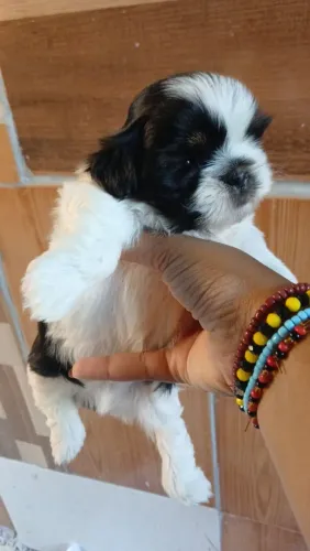 Shitzu macho 45 dias