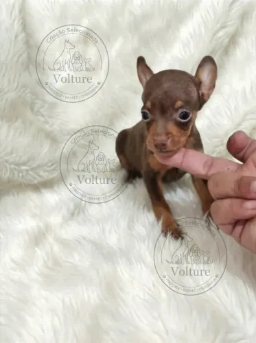 Pinscher zero fofos e brincalhoes