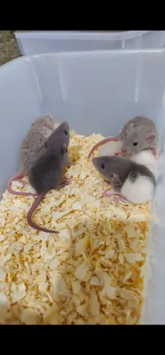 Twister Dumbo 
