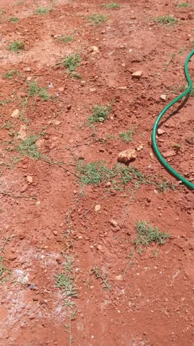 170 Metros de Grama São Carlos Direto do Campo