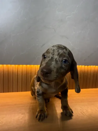 Dachshund salsichinha 