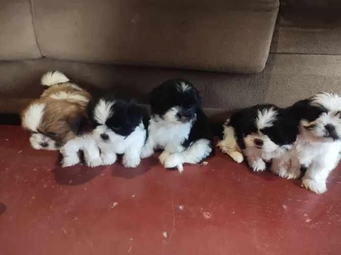 Vendo Lindos mine filhotes Shih-tzu