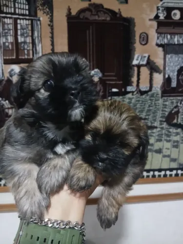 Lhasa apso 