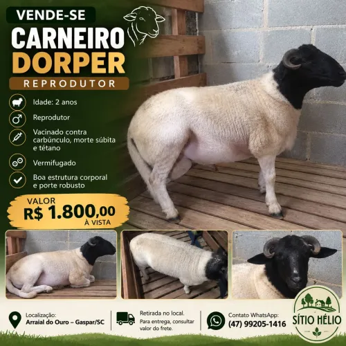 Vendo Carneiro Dorper Reprodutor 