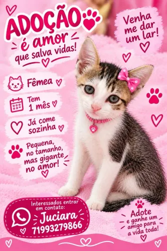 Gatinha filhote.