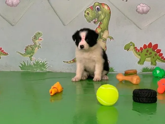 Border collie filhote esperto