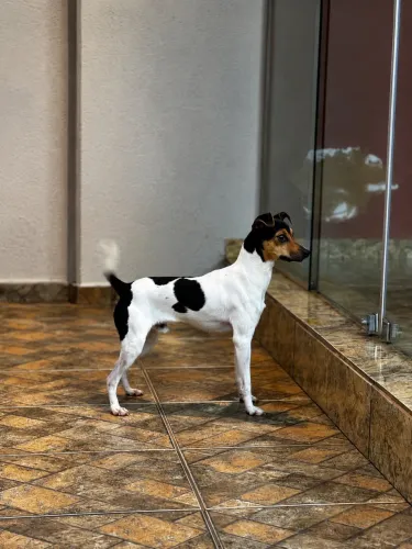 Filhotes de Fox paulistinha / Terrier brasileiro