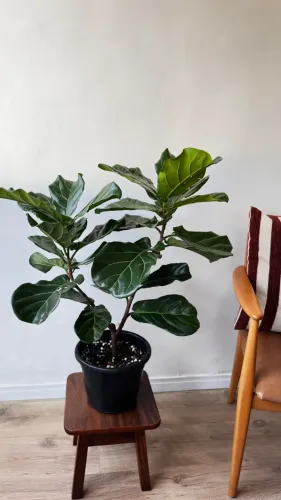 Ficus Lyrata P24 2 hastes