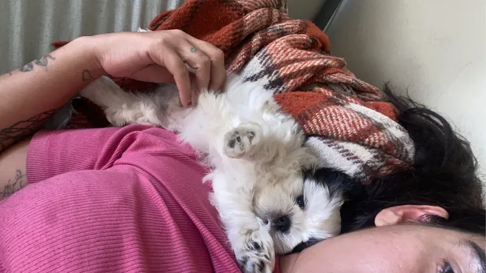 Shih tzu