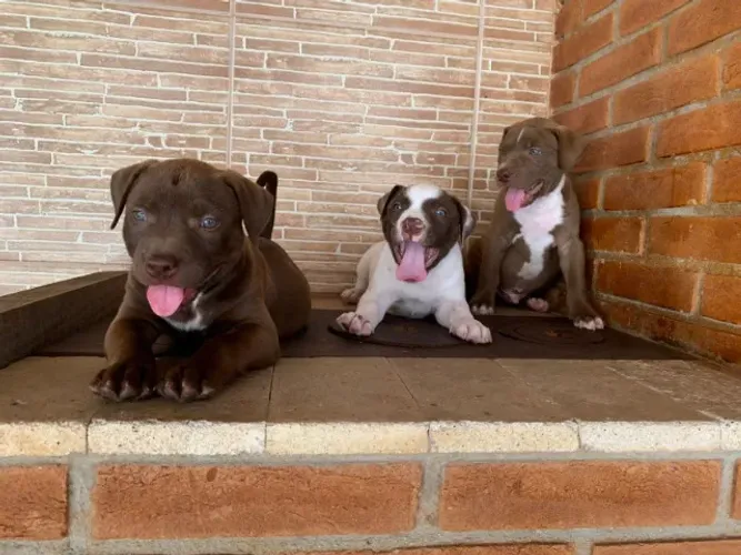 Lindos filhotinhos de Pitbull disponíveis