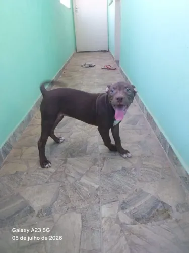 Animais Filhote Pitmonster