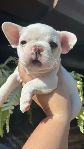 Bulldog francês