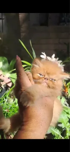 Gato persa Filhote