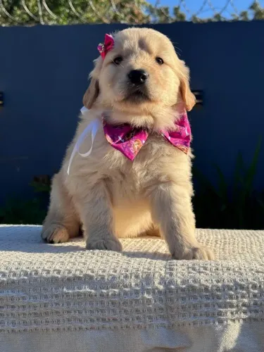 Golden lindo amarelinho