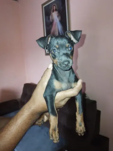 Pincher 