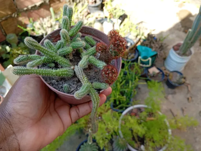 Cacto Amendoim... Lindo Cacto Floral <3