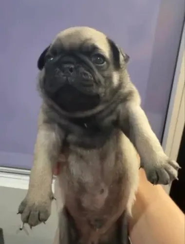 Pug macho