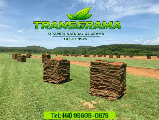 Grama Esmeralda - PROMOÇÃO.