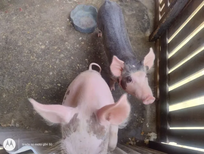 Porco pietran com duroc 