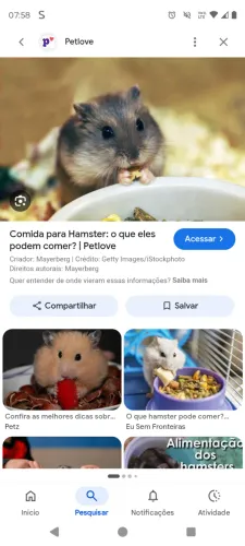 hamsters com alojamento(terrario)