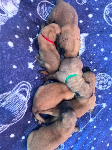 Malinois