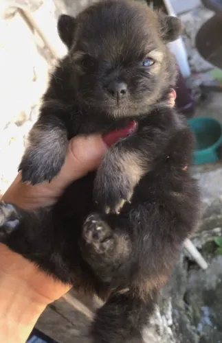 Lindo spitz alemão macho