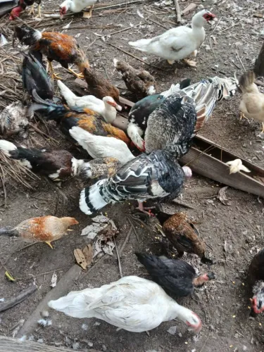 Patos vivos e abatido. 