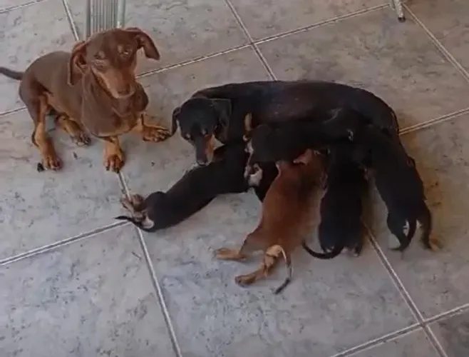 Basset teckel lindo e saudavel