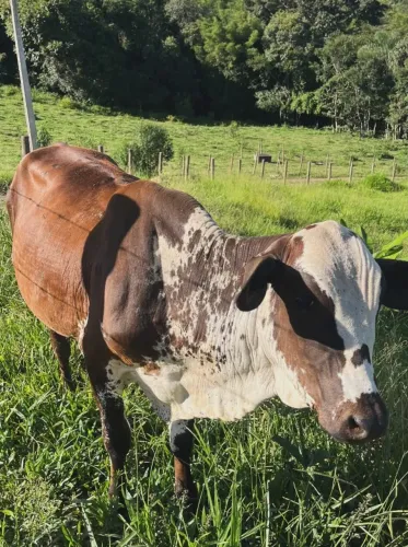 Bezerra fêmea, filho de touro nelore pintado 